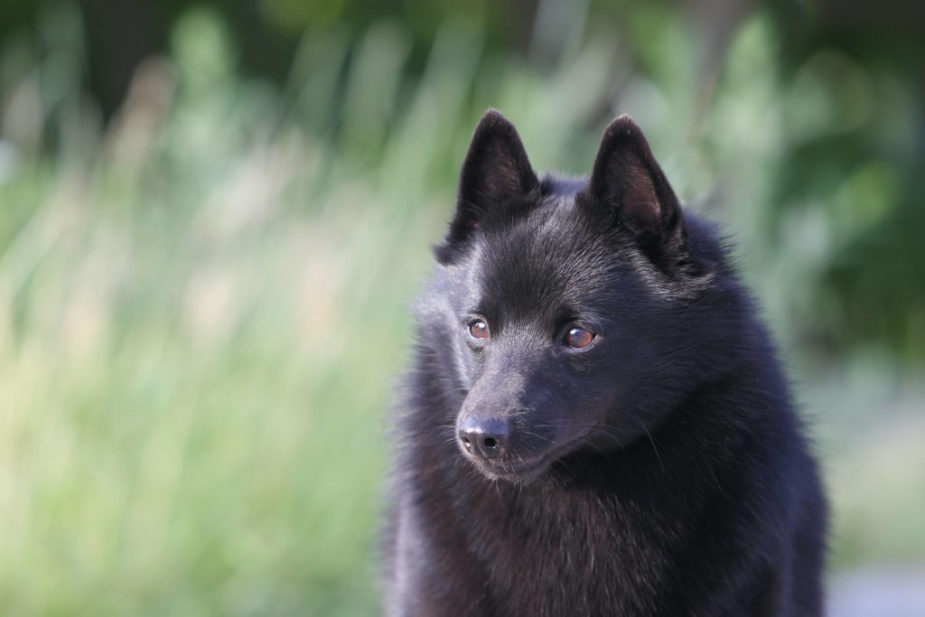 Et nærbilde av en Schipperke-hund med små, brune øyne og svart, tykk, myk pels.