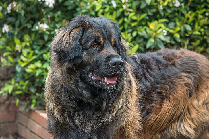 Et nærbilde av en kaukasisk gjeterhund/ovcharka sett fra siden. Hunden er stor av størrelse og har tykk, brun og svart pels, svart snute og brune øyne.