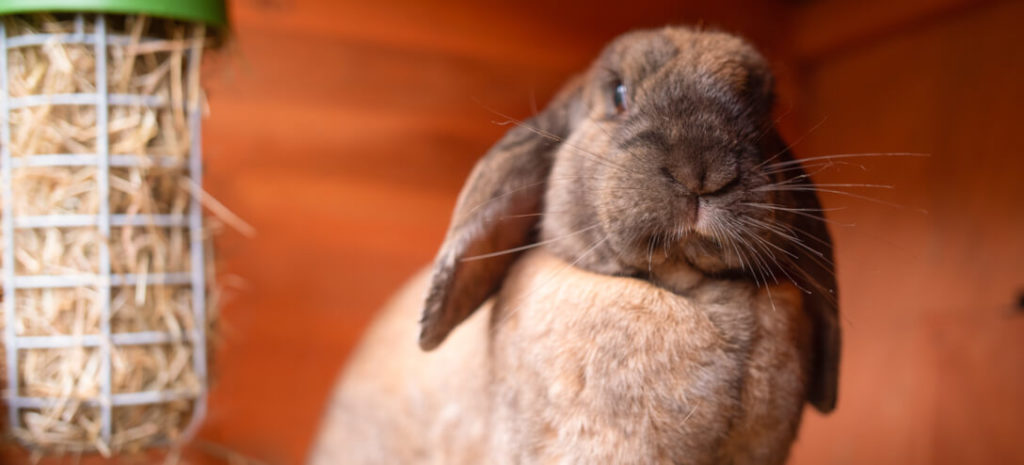 A rabbit with a Caddi treat holder behind them