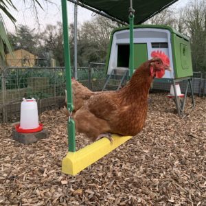 Collage of chickens using Omlet's Chicken Swing