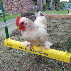 Collage of chickens using Omlet's Chicken Swing