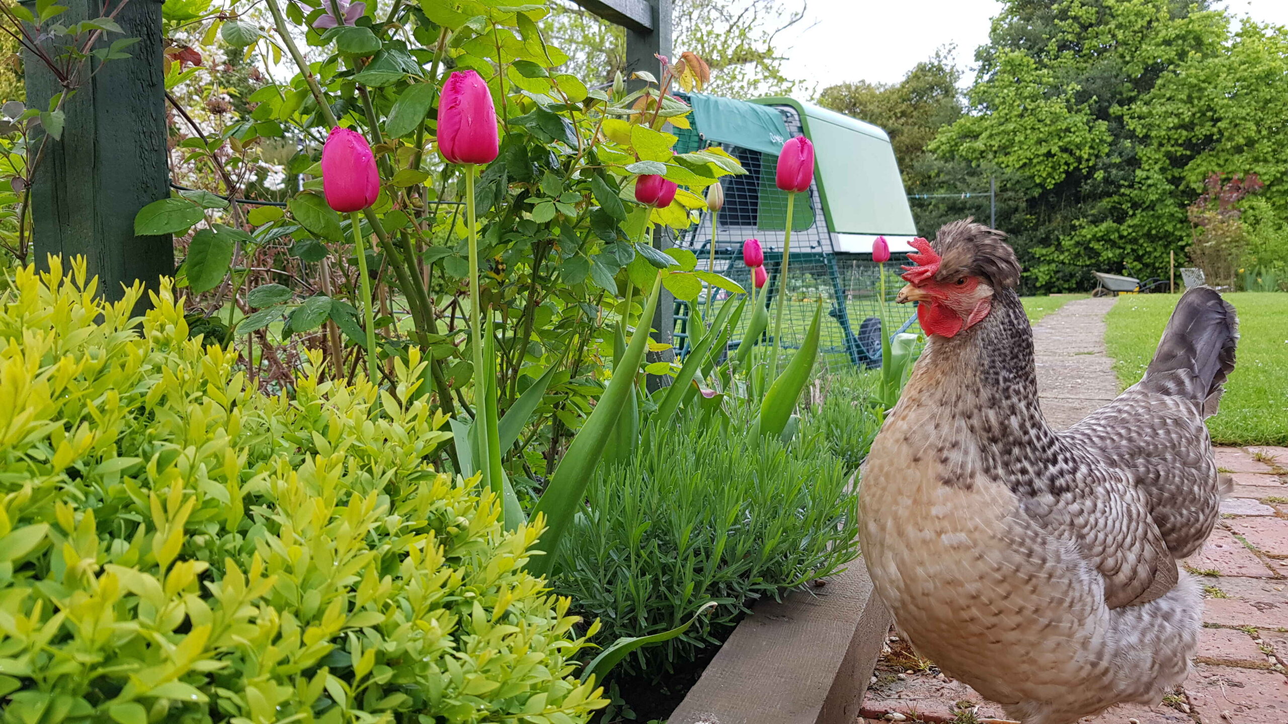 A hen facing some tulips in the garden and an Omlet Eglu Go Up chicken coop