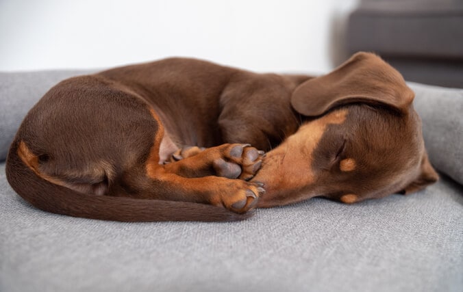 Brown dachshund dog curled up asleep on the Omlet Bolster bed