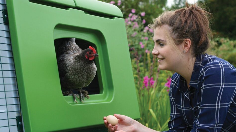 Chicken keeper taking an egg from her her in her Omlet Eglu Cube Chicken Coop