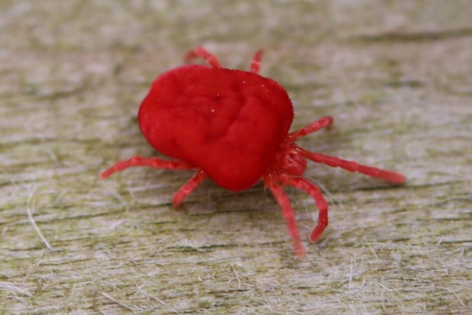 Close up of red mite