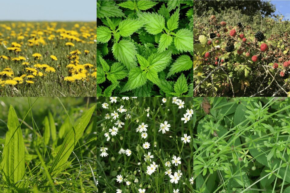 Collage of 6 plants to forage for your rabbits