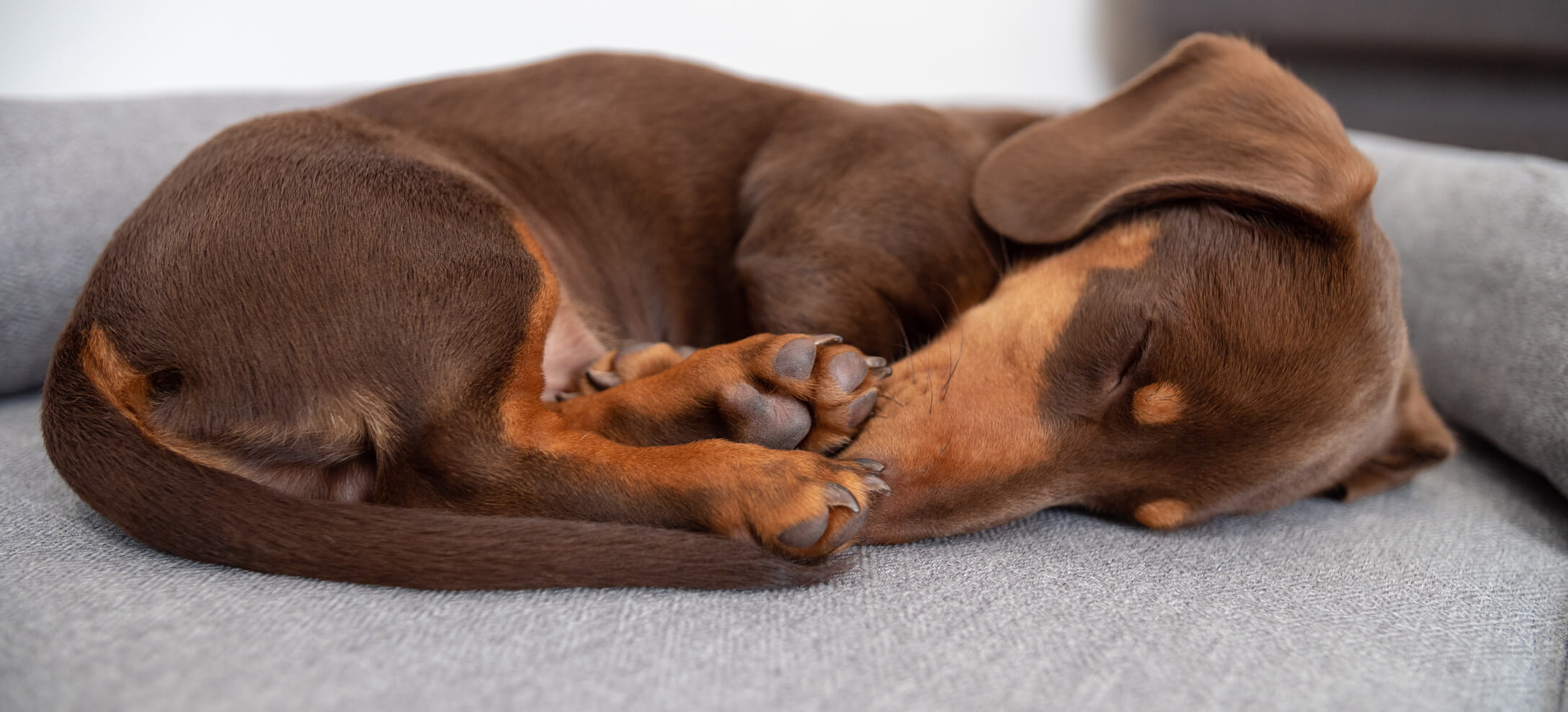 8 Dog Sleeping Positions and What They Mean Omlet Blog UK