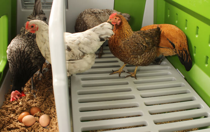 Hens in nesting box with their eggs