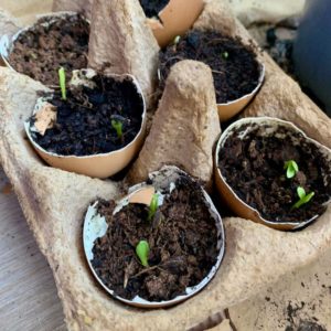 growing seeds in hens' eggshells