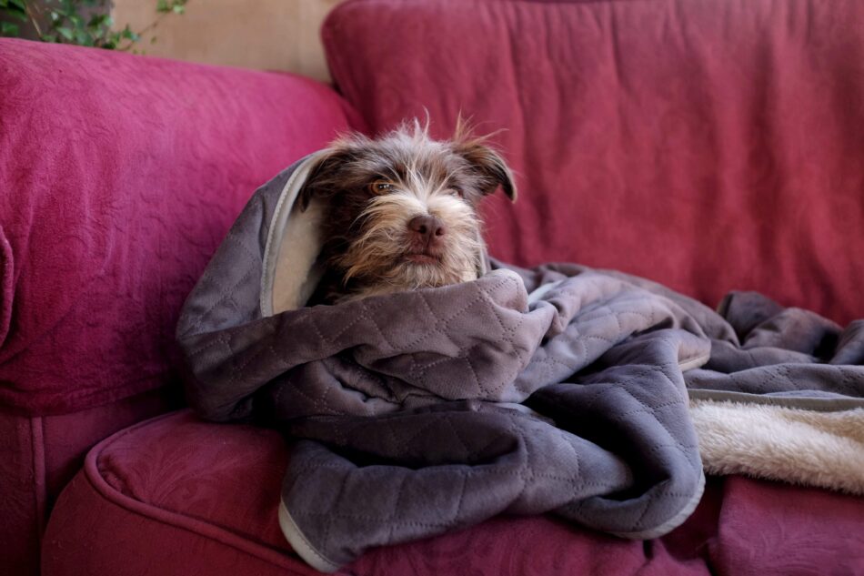 Brown dog wrapped in Omlet Super Soft Luxury Dog Blanket