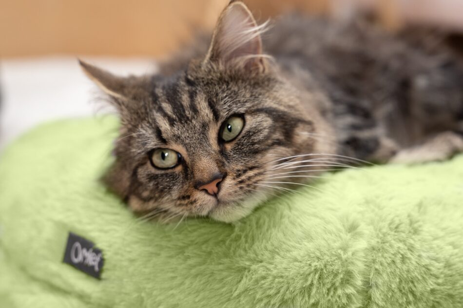 Cat lying on Omlet Maya Cat Bed Pistachio Green
