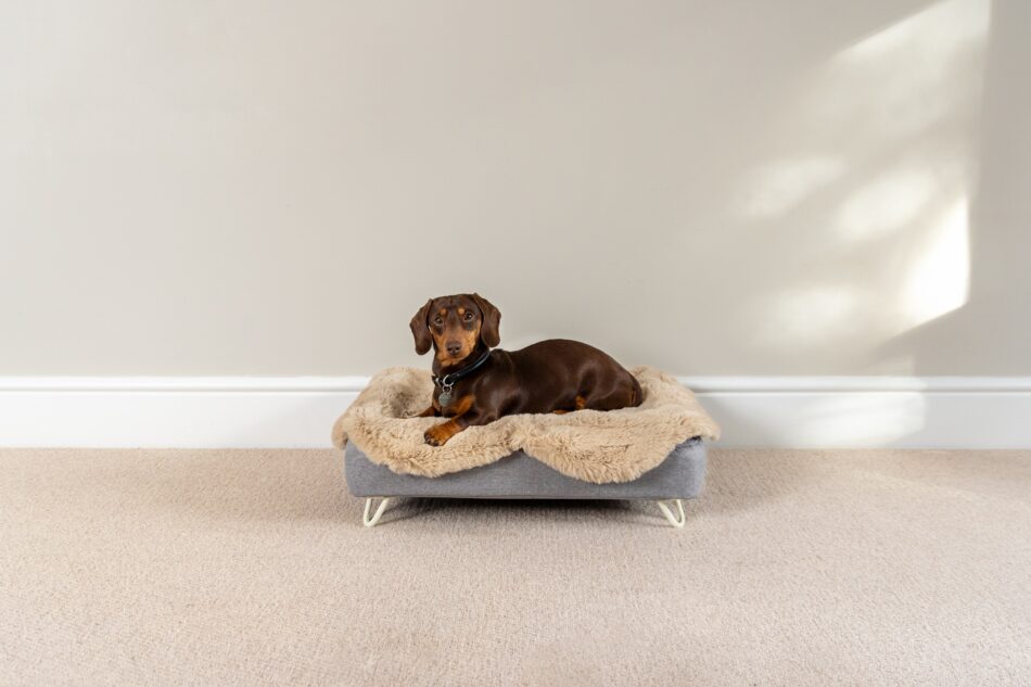 Dachshund lying on Omlet Topology Dog Bed with sheepskin topper