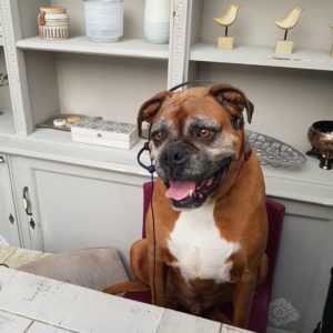 Hunden Eric er serviceinnstilt og positiv der han sitter på kontorstolen med headsettet på, klar for neste kunde som ringer til Omlets kundeservice.