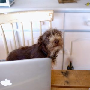 Terrier hunden Esme jobber hardt foran Macbook’en til eieren.