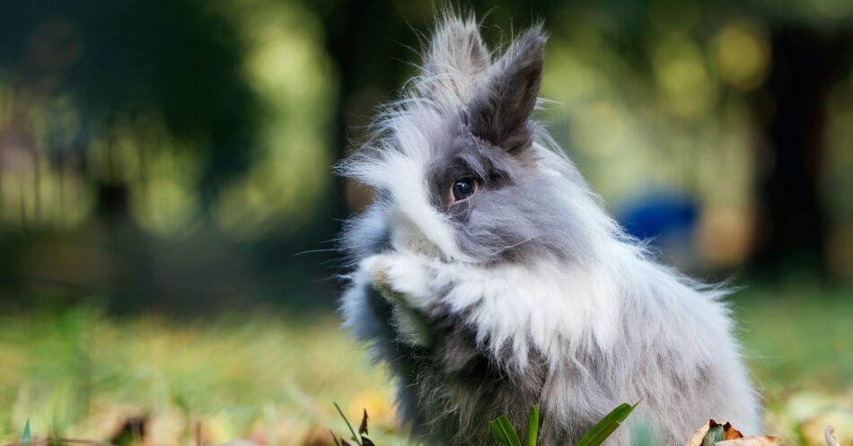 Grey fluffy rabbit