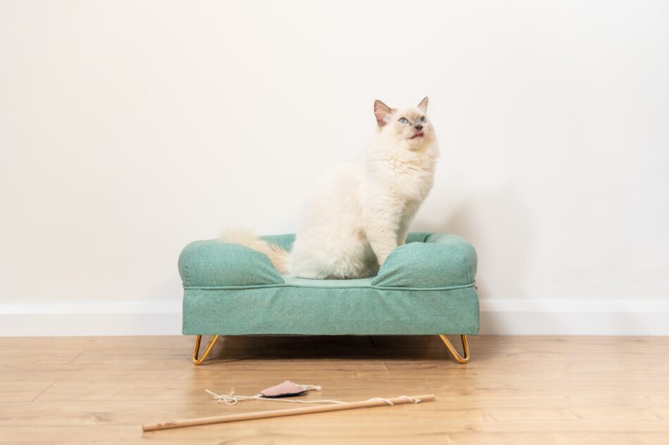 White ragdoll cat sitting on Omlet Bolster Cat Bed