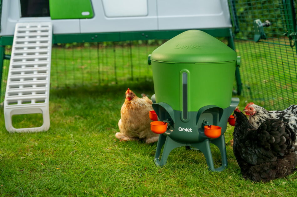 chickens drinking from omlet drinker in front of eglu pro