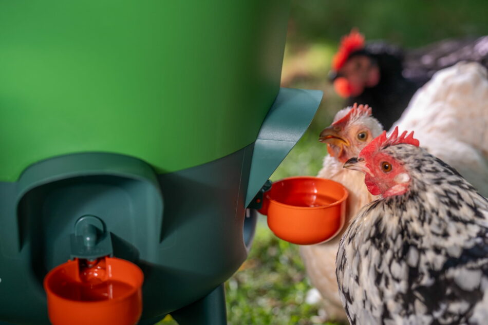 chickens drinking from omlet drinker with cup attachments