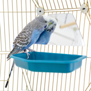 Budgie mirror sale