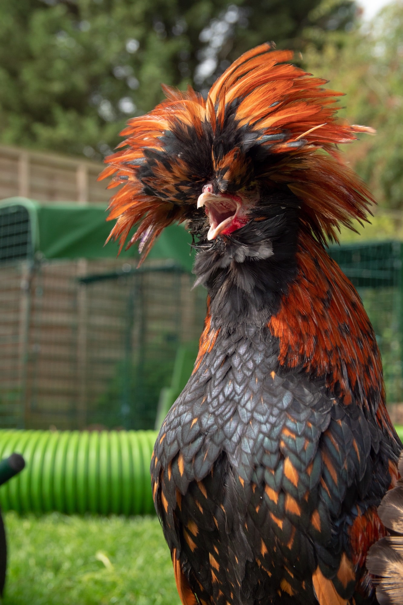 A long haired black and orange chicken with its beak wide open