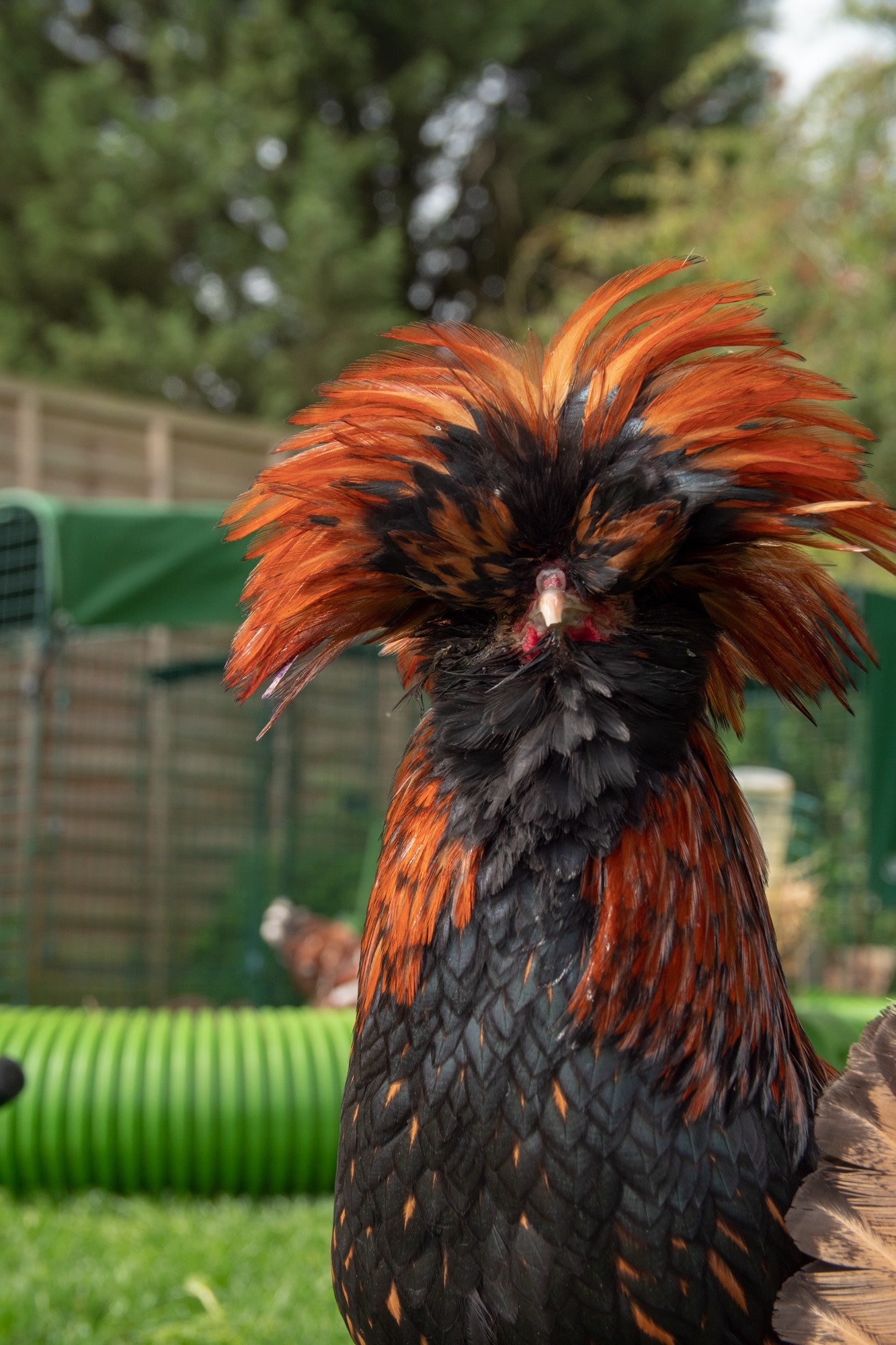 A long haired black and orange chicken