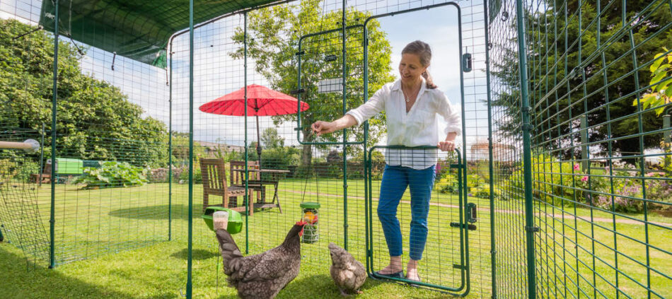 Chicken keeper outside with her chickens in their Omlet Walk In Chicken Run