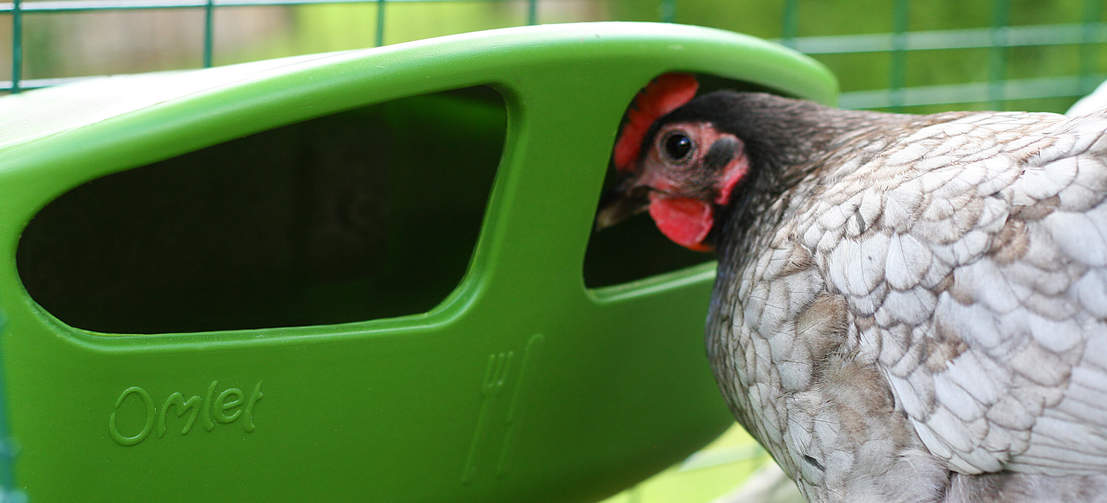 A chicken peeking into an Omlet chicken feeder