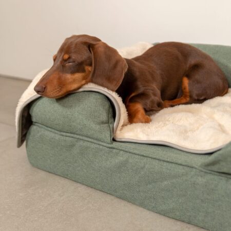 A dachshund snug on an Omlet Bolster bed