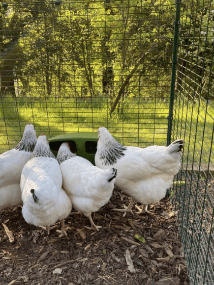 Four white chickens eating from Omlet chicken feeder