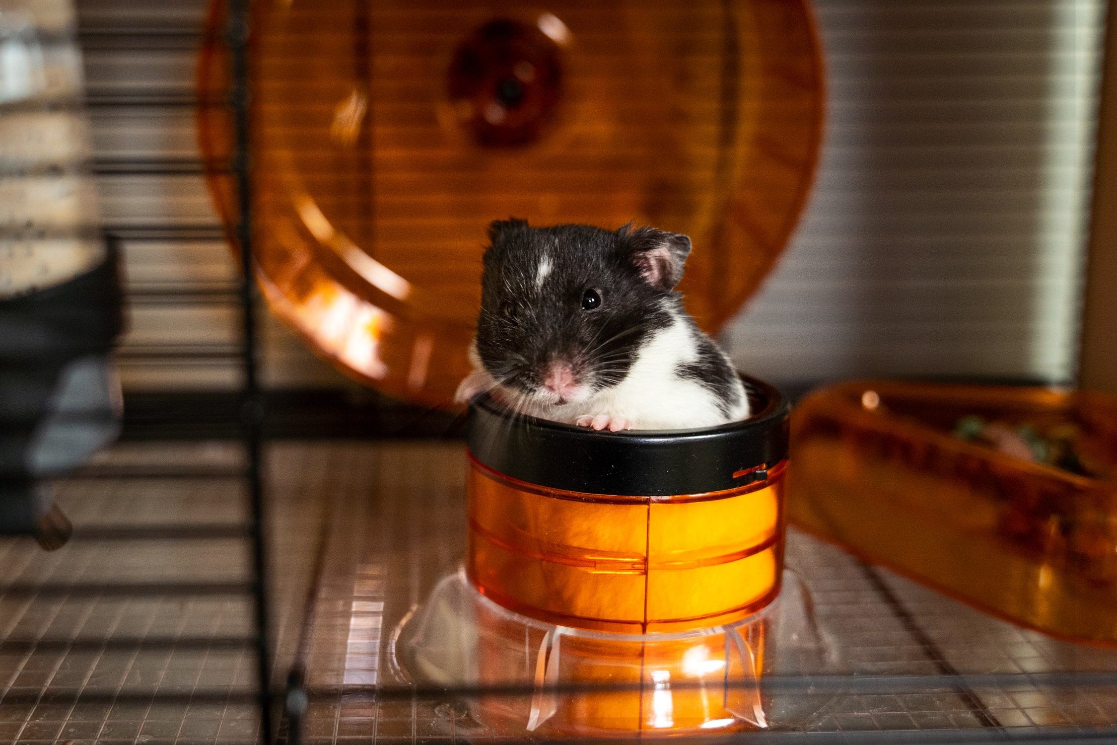 Syrian Hamster Lifespan: How Long Do They Live?