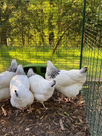 En flokk hvite høns som venter på tur for å få sin tur i matskålen i sitt Omlet hønsehus.