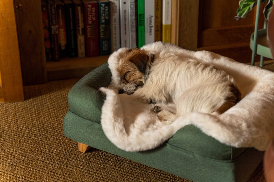 Terrier sleeping on green Omlet Bolster Dog Bed