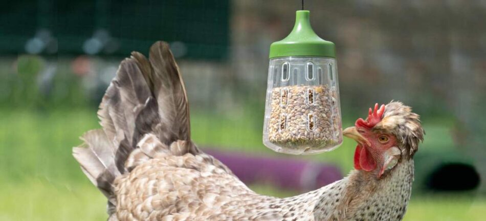 Chicken eating from the Omlet Pendant Peck Toy treat