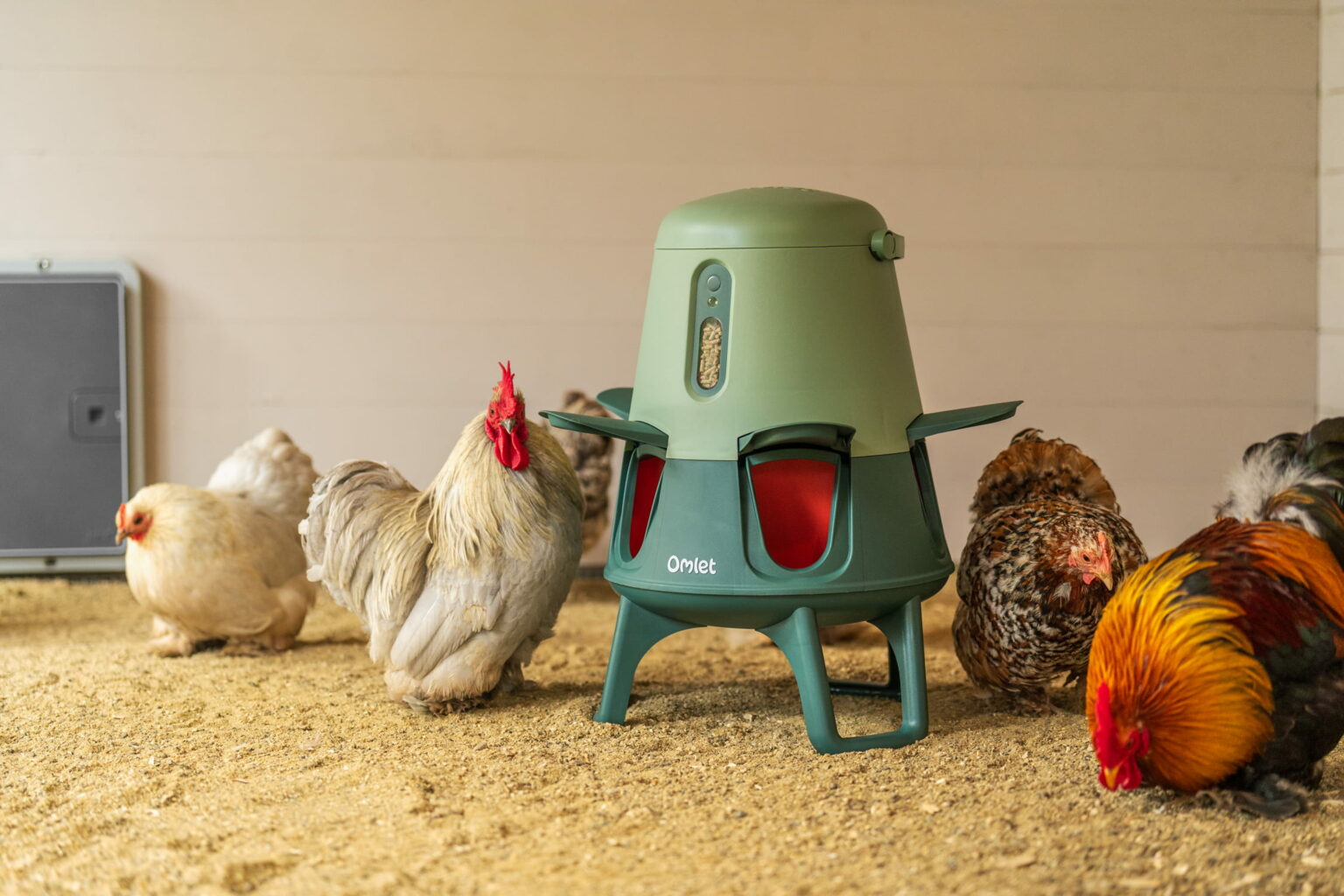What can chickens eat? - Omlet Blog UK
