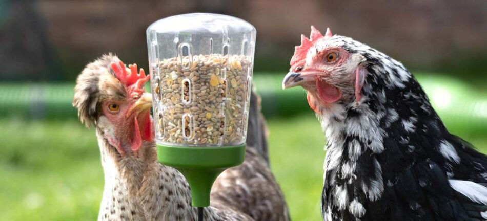 Chickens pecking the Omlet Peck Toy treat dispenser