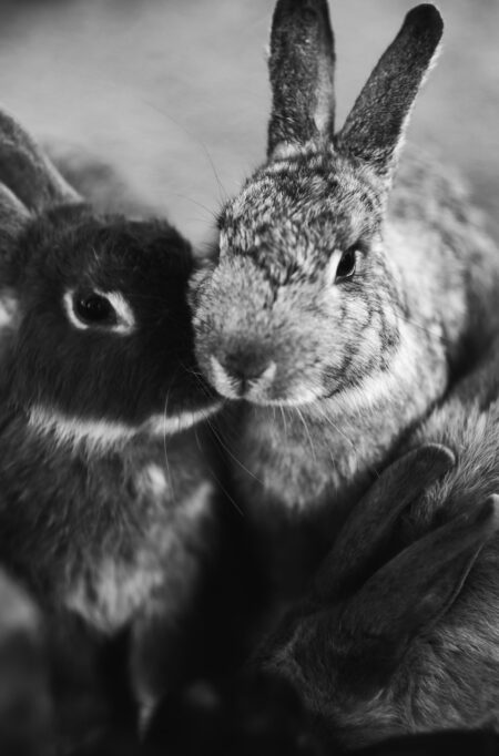 rabbits snuggling together in winter