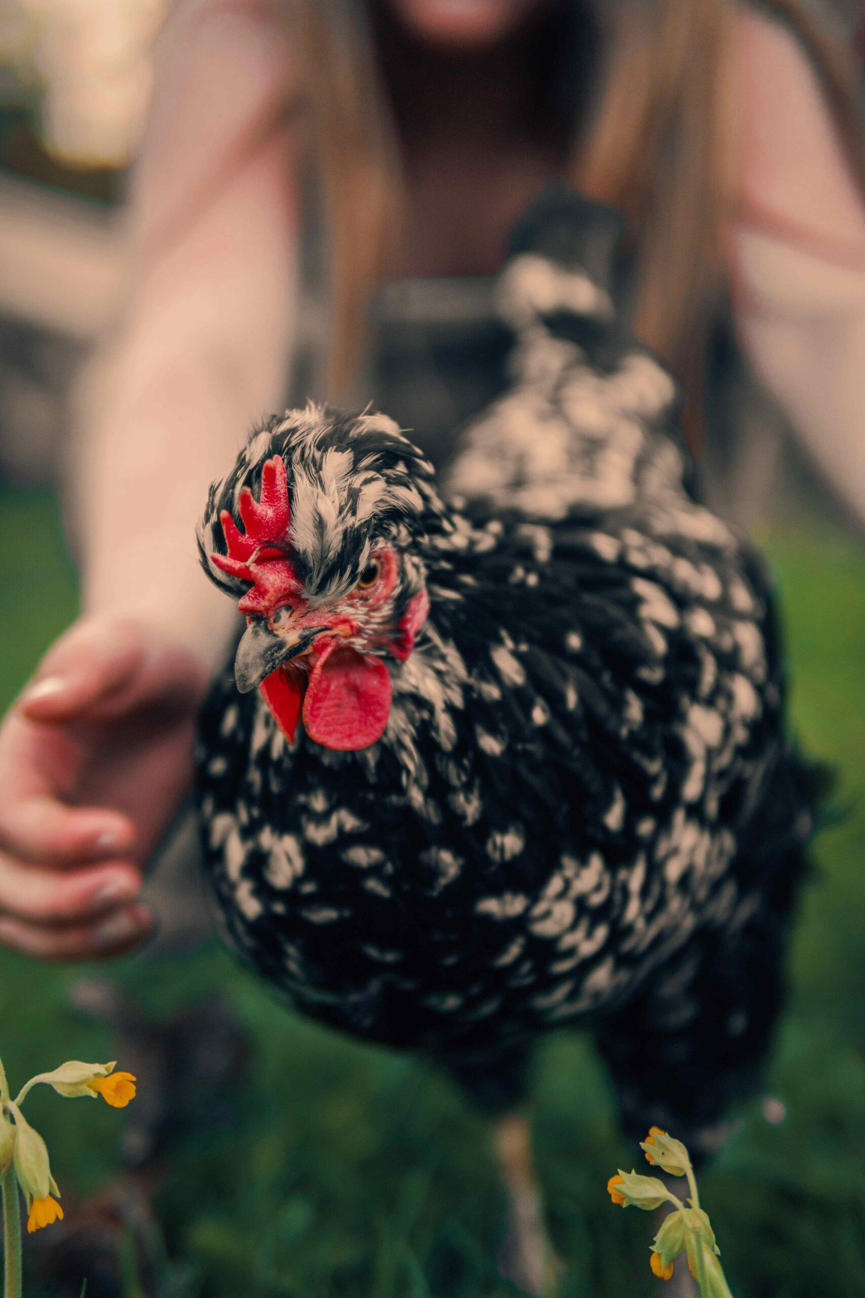 https://blog.omlet.co.uk/wp-content/uploads/sites/9/2020/11/A-girl-catching-a-black-and-white-chicken-scaled.jpg