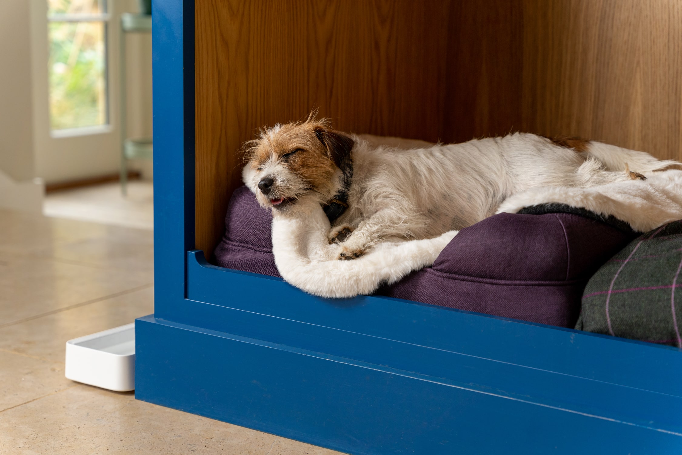 The Anxiety Dog Beds for Anxious Pups Omlet Blog UK