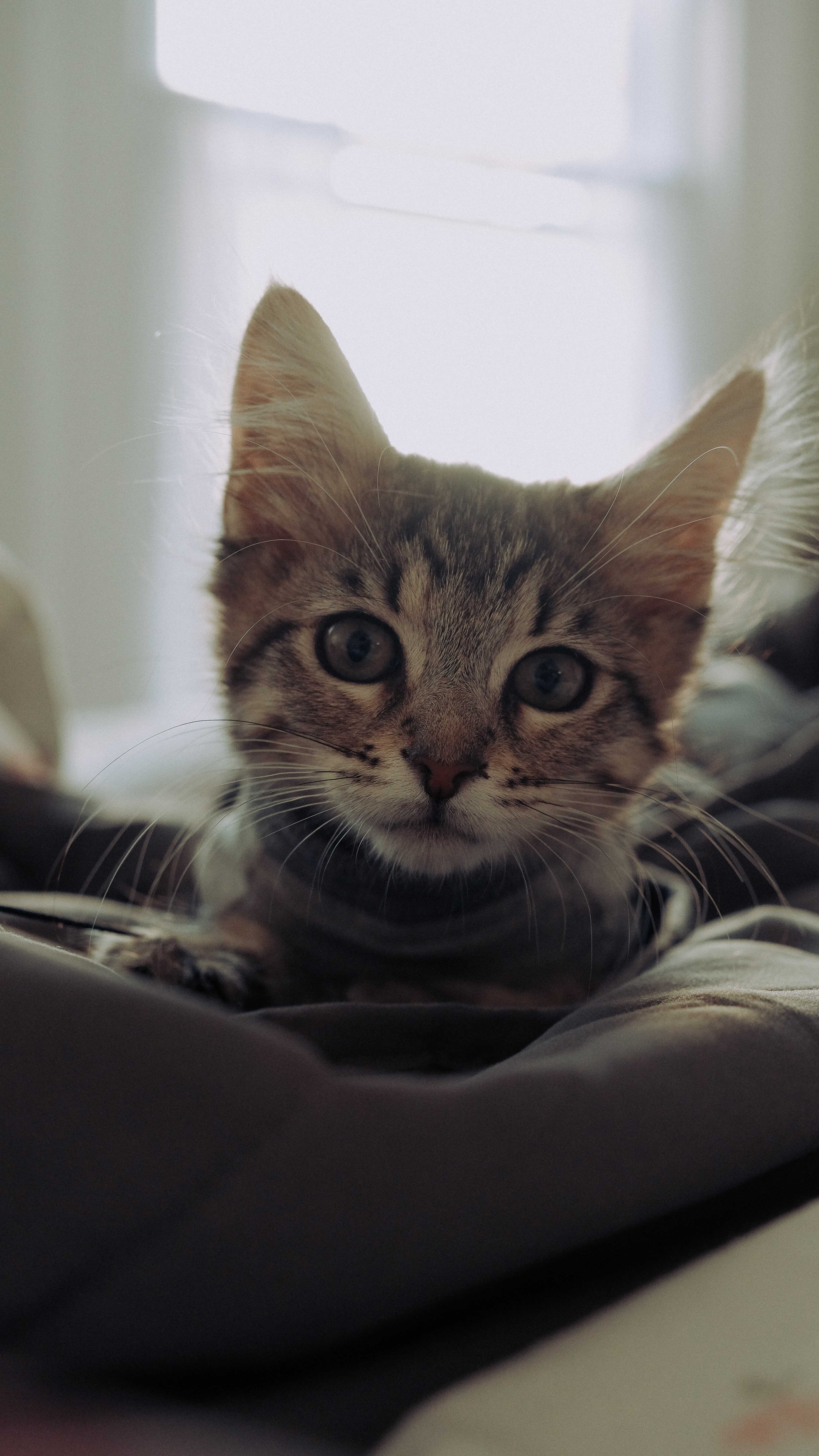 10 Human Habits Cats HATE and Wish You Wouldn't Do 