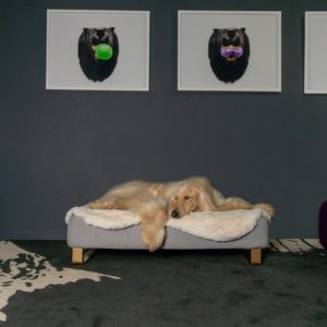 Dog laying on sheepskin topper on Topology Dog Bed