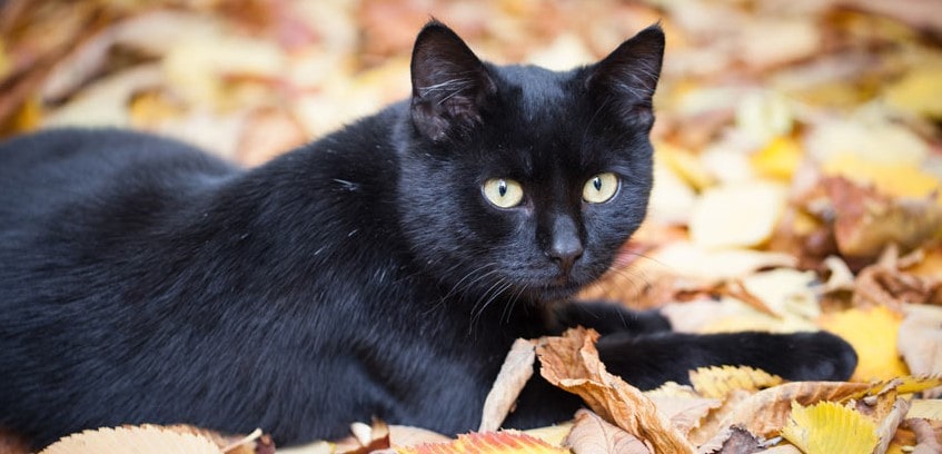 Black cat sat outside on leaves