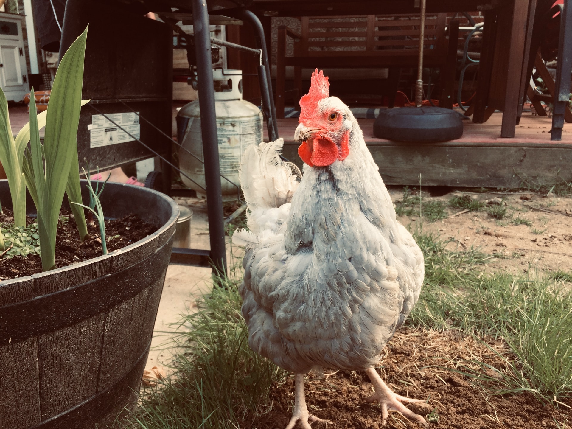 A grey chicken standing in a garden
