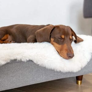 A brown dachshund sleeping on a Topology bed with a sheepskin topper