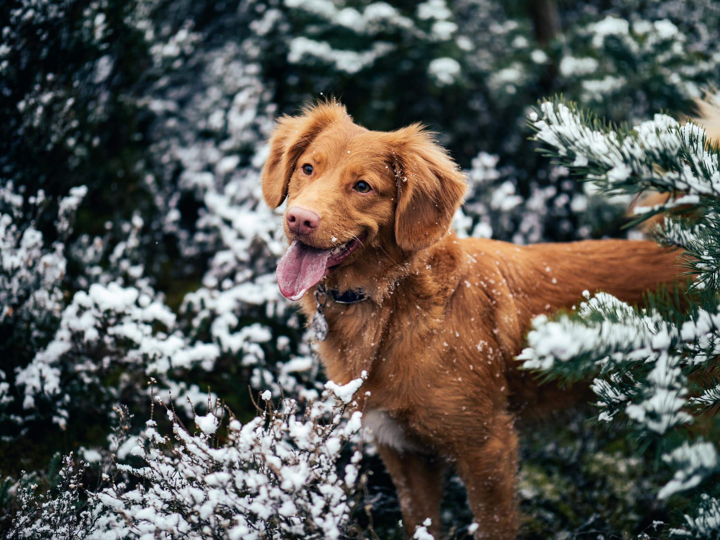 A dog stood outside surrounded by snowy trees