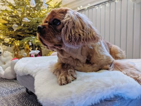 A spaniel sat inside on a Topology bed with a sheepskin topper