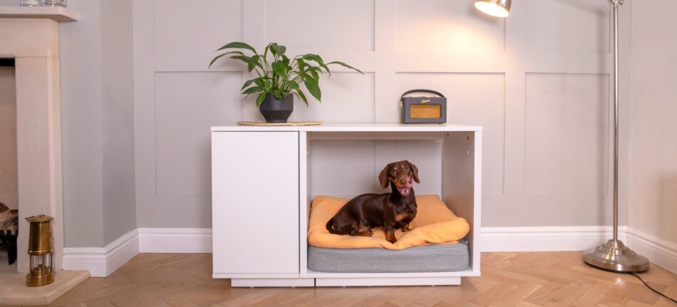 Brown Dachshund in Fido Nook Dog Crate with its tongue out