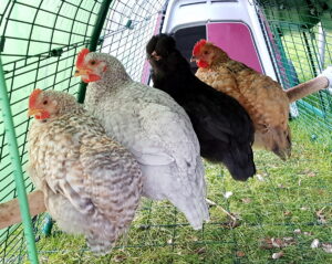 Four chickens sat together on a perch