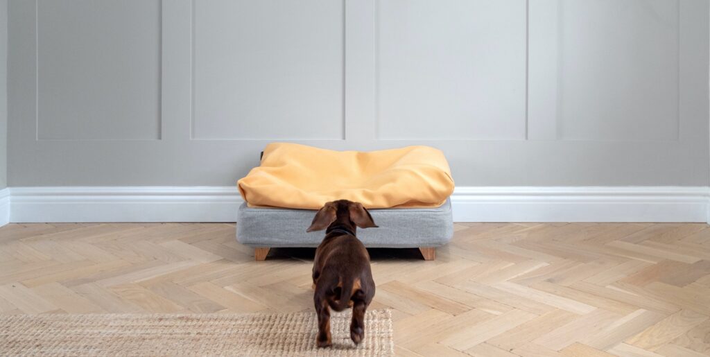 Een bruine teckel rent naar zijn Topology hondenmand met gele bean bag topper