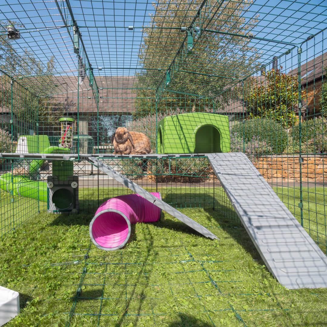 How to Use Platforms With Your Rabbits Omlet Blog UK