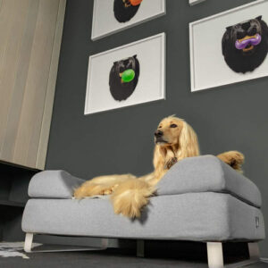 An Afghan hound lying on a grey Topology bed